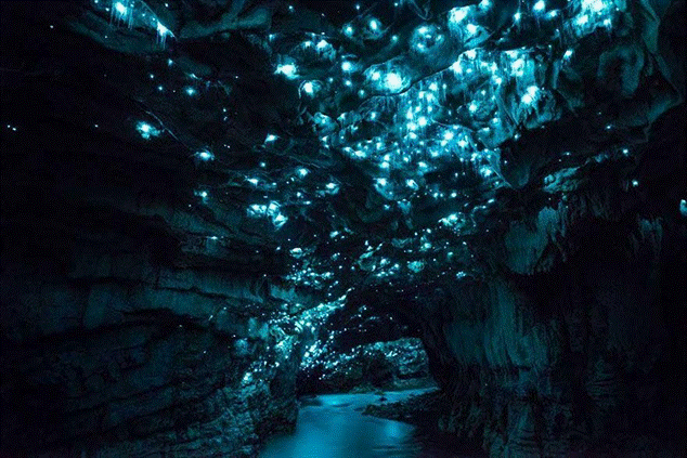 Luciérnagas bioluminiscentes iluminan las cuevas de Waitomo en Nueva Zelanda
